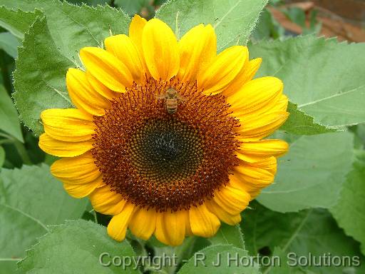 Sunflower Dwarf Sensation bee 